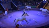 Elena Pavlovich Free Horses
