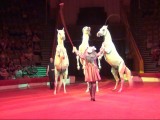 Цирковой номер Свобода лошадей короткий вариант