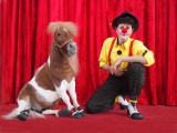 Заказать мини-лошадку на детский праздник день рождения недорого в Москве