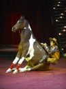 Комическая конная сценка "Ковбой" профессиональный цирковой номер с лошадкой под управлением Юлия Якубовского