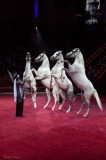 Цирковой номер Четвёрка лошадей на свободе профессиональный цирковой номер с лошадками под руководством Елены Павлович