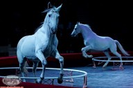 Фрагмент номера "Четвёрка лошадей на свободе" Цирковой конный номер
