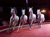 Четвёрка лошадей на свободе. профессиональный цирковой номер с лошадками.
