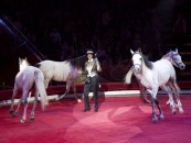 Фрагмент номера "Четвёрка лошадей на свободе" Цирковой конный номер