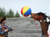 Конь и ковбой играют в мяч. волейбол с лошадкой