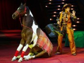 профессиональный цирковой номер с лошадью. Сценка комическая лошадь и ковбой